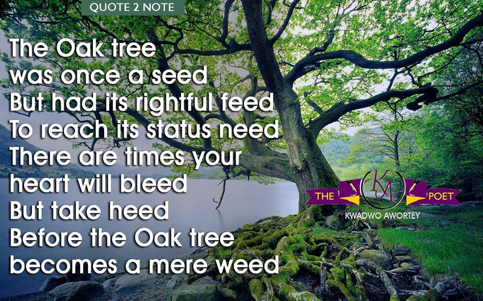 The Oak Tree poem by Kwadwo Awortey